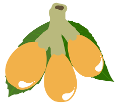 Loquat for websie